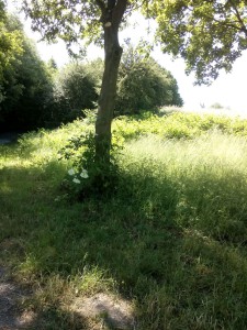 Monte: Branko winkt von oben